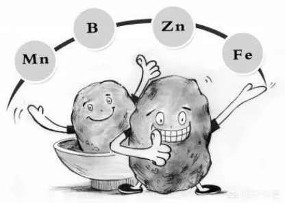 微量元素肥的主要作用和功能