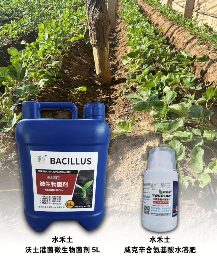 如何解决草莓定植成活率低，看这里就够了