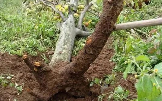 果树烂根的5大原因！