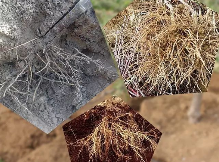 树根的颜色反映了果树健康状况，你的树根是哪种颜色？